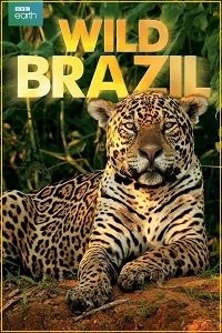 Дикая Бразилия 1-5 сезон