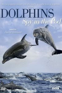 BBC: Дельфины скрытой камерой 1 сезон